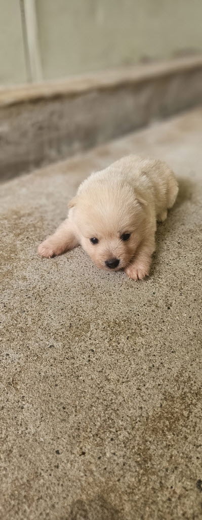 보호중 믹스견의 가…